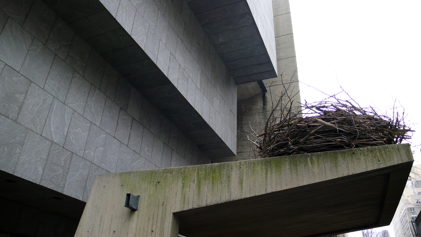 New York - bald eagle