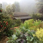 Salmon Creek Farm, cabin #1 Orchard