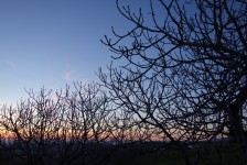 the early spring fig trees at Pollinaria