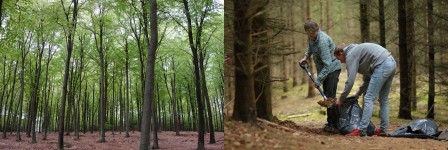 gathering leaf litter in the Hammel forest