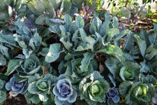 happy happy cabbages and cauliflower