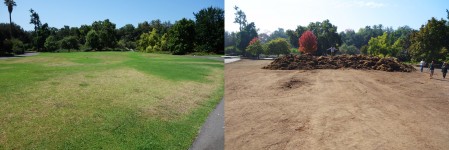 a mountain of LA Arboretum lawn looming over the one acre site, ready for wildflowers