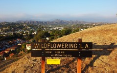 Wildflowering L.A., 2013-14