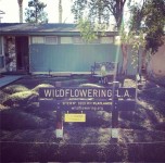 Wildflowering LA site #17