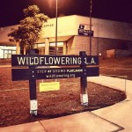 Wildflowering LA site #47,  at the Eagle Rock US Post Office on Colorado Blvd.