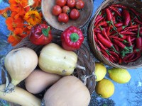 what's coming out of the ground in January? squash, peppers, tomatoes, lemons, nasturtiums...