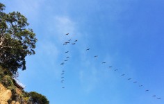 Pelican formation