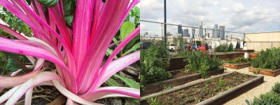 chard and the skyline