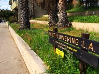 Wildflowering LA site #27