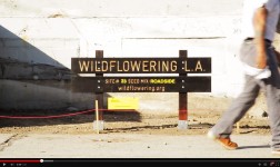 Wildflowering L.A. video by MOCA TV