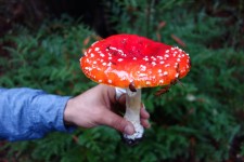 Amanita muscaria