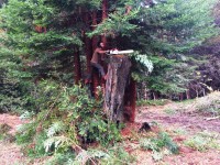 Ido Yoshimoto shaping a mini third-growth redwood grove coming out of an ancient burned out hollow of a first growth stump