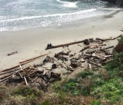 Mendocino beach driftwood