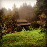 foggy Salmon Creek Farm orchard